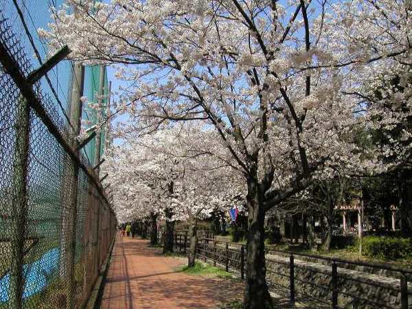 苅宿周辺・桜 15