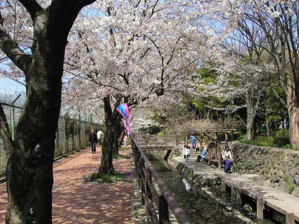 苅宿周辺・桜 16