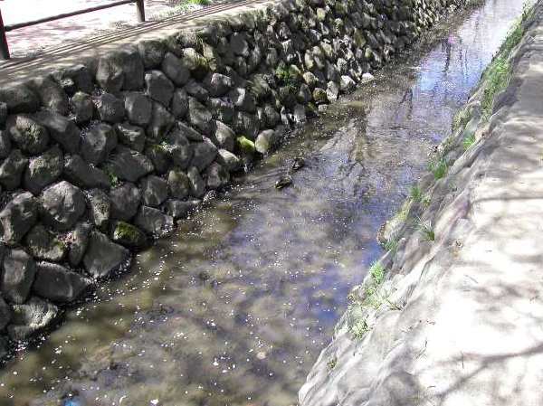 苅宿周辺・桜 17