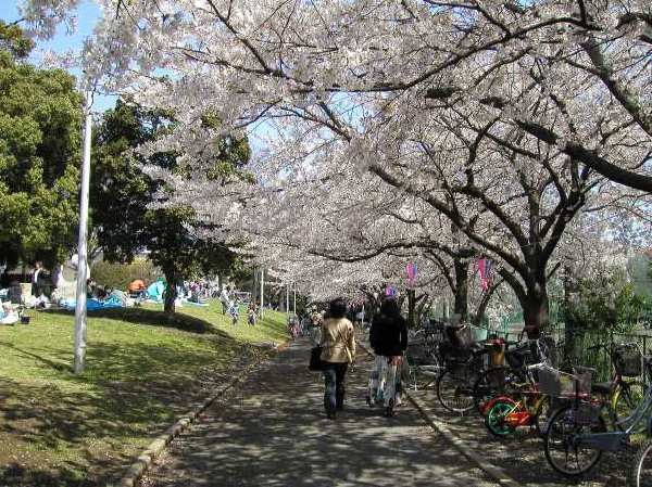 苅宿周辺・桜 18
