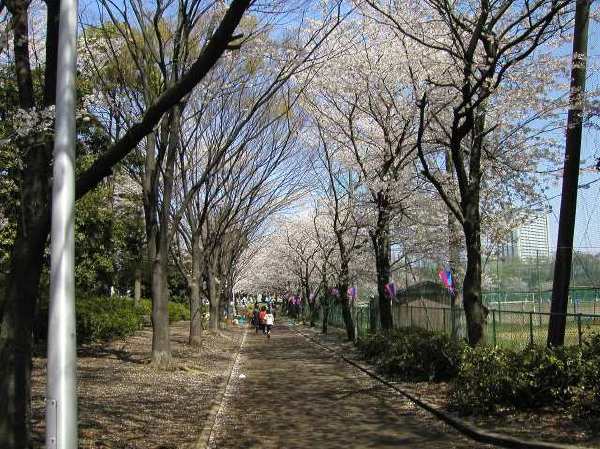 苅宿周辺・桜 19