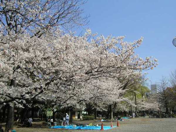 苅宿周辺・桜 20