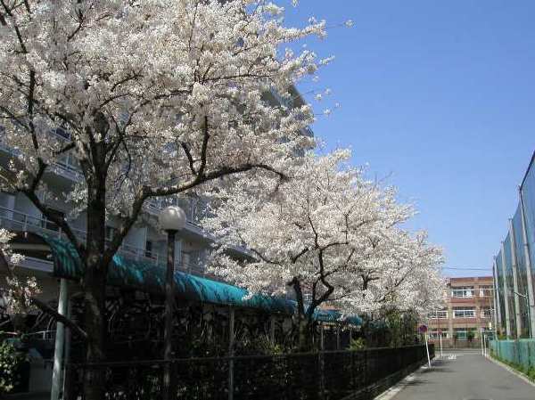 苅宿周辺・桜 22