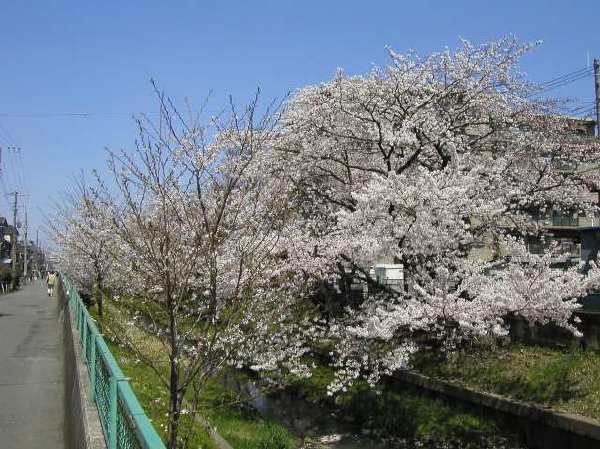 苅宿周辺・桜 23
