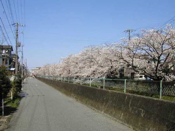 苅宿周辺・桜 24