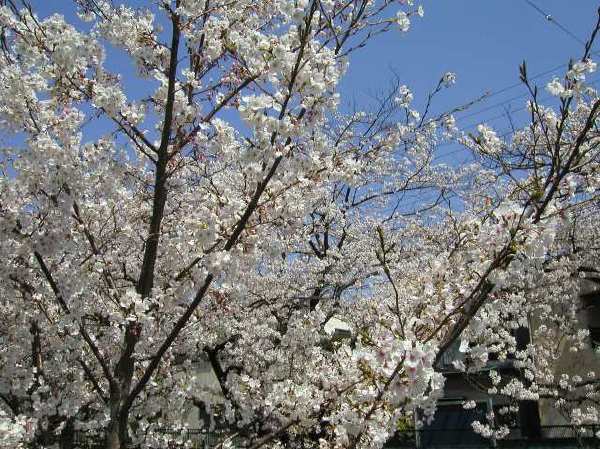 苅宿周辺・桜 25