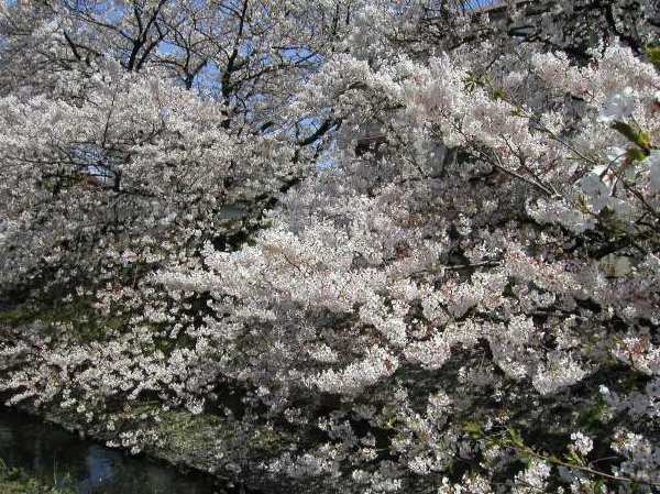 苅宿周辺・桜 26