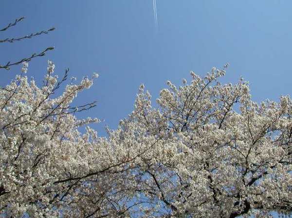 苅宿周辺・桜 27