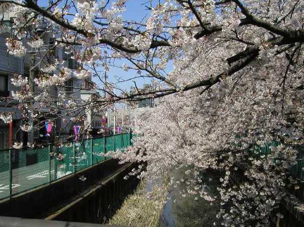 苅宿周辺・桜 28